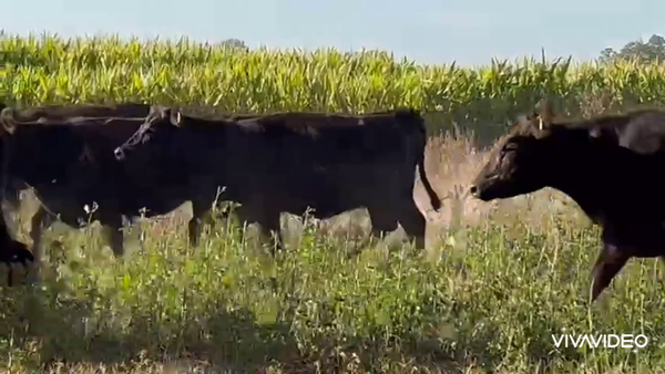 Lote 74 Vaquillonas C/ gtia de preñez en Navarro, Buenos Aires