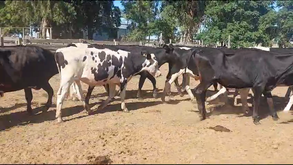 Lote 45 Novillos Holando en Tupambae