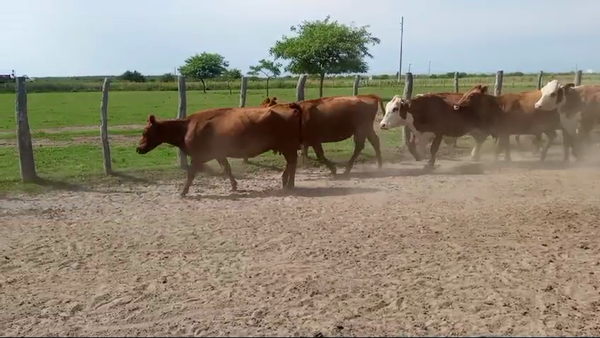 Lote 21 Vacas de invernar en Corrientes, Bonpland