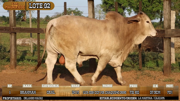 Lote LOTE 92 - VIVO