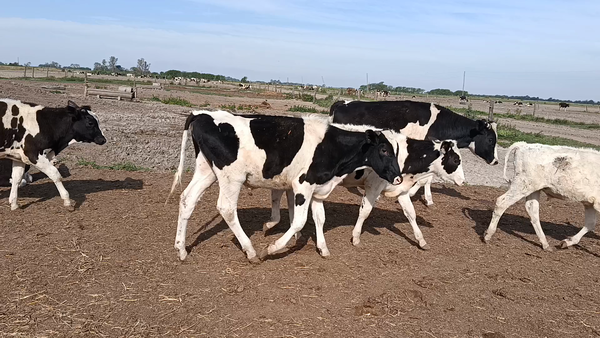 Lote 30 Terneros Holando en Videla, Santa Fe
