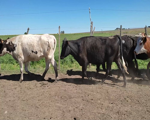 Lote (Vendido)14 Vaquillonas 1 a 2 años 4 HE,  2 RA,  2 HO X AA,  1 NO X HO,  4 RA X HE,  1 AA 305kg - , Colonia