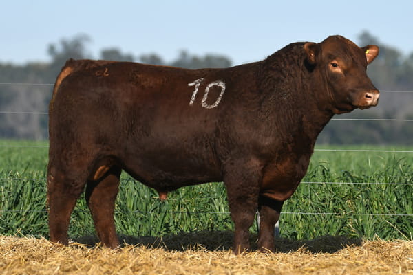 Lote TORO ANGUS PC