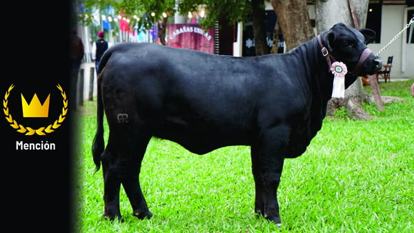 Lote Brangus a Bozal Expo 2022 RP 3465 - Lote 3