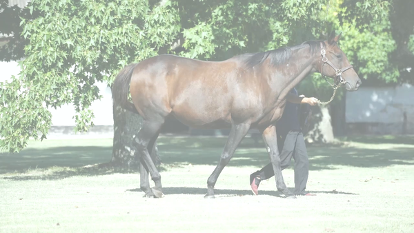 Lote ENGLISH WOMAN (PURE PRIZE -  ENFEITADA)  preñez de GIDU