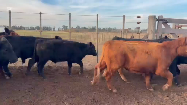 Lote 65 Terneros en Saladillo, Buenos Aires