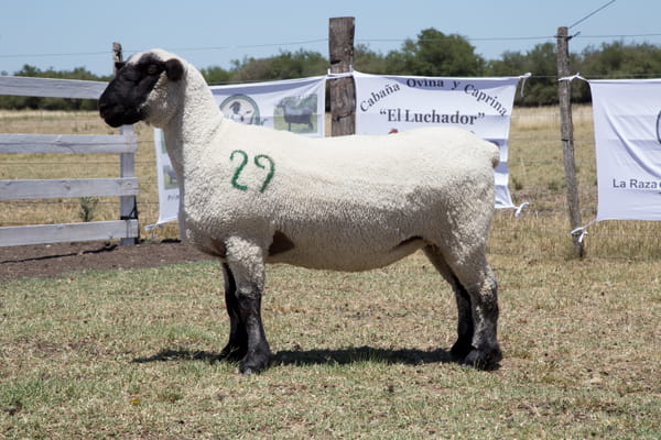 Lote OVINO HAMPSHIRE D. HEMBRA PP