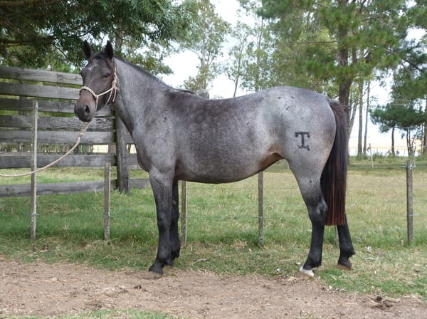 Lote LOBITA ESCONDIDA