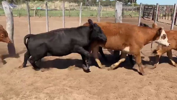 Lote 65 TERNS. MACHOS, DAIREAUX, PCIA. DE BS. AS.