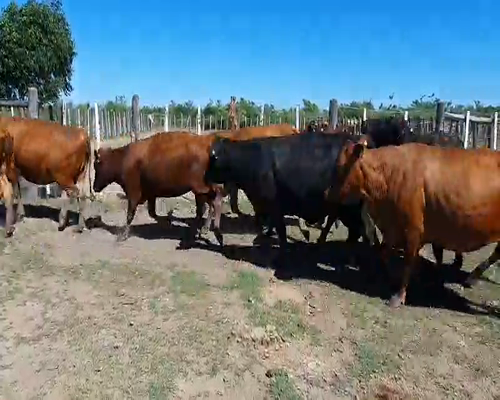 Lote 50 Vacas nuevas en San Luis del Palmar, Corrientes