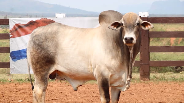 Lote LOTE 23