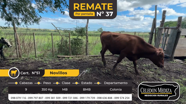 Lote 9 Novillos en Estanzuela, Colonia