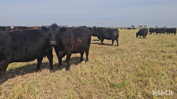Lote 70 Terneros a término
