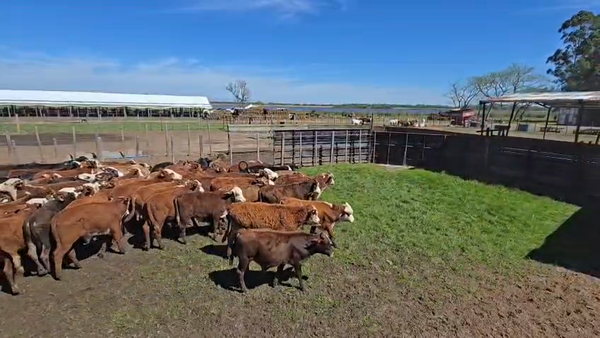 Lote 200 Terneros a término