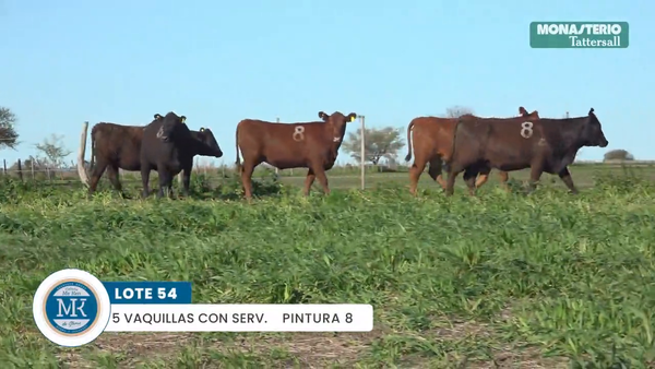 Lote "ME KEN" VAQUILLAS MAS Con Servicio