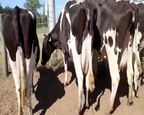 Lote Bossarelli Hermanos