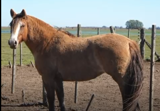 Lote ELCHAGUARAL DE ESTEBAN J NOUGUES