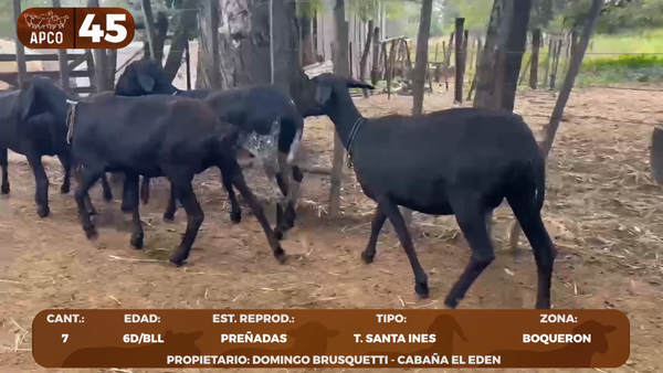 Lote LOTE 45 -POR PANTALLA