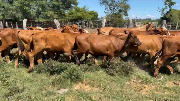 Lote 70 Terneros/as en Bella Vista, Corrientes