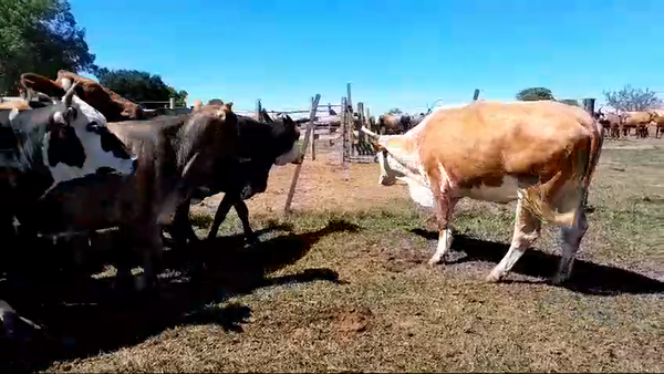 Lote 35 Vacas de invernar