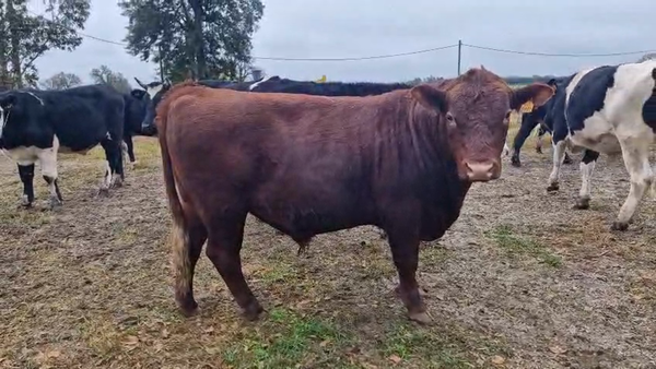 Lote Toros 450kg - , San José
