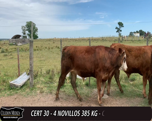 Lote (Vendido)4 Novillos 1LI, 1RAxLI, 1RAxHE, 1NOxHE 385kg -  en  - PIEDRA CHATA A 14 KM DE CARDONA