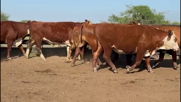 Lote 120 Novillo Exportacion UE HILTON en Corrientes, Curuzú-Cuatiá