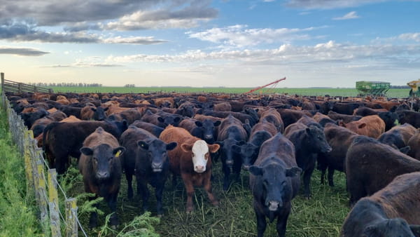 Lote 80 Novillitos en Buenos Aires, Coronel Dorrego
