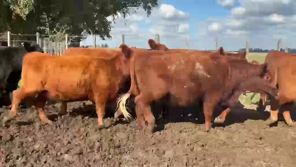 Lote 26 Vaquillonas C/ gtia de preñez