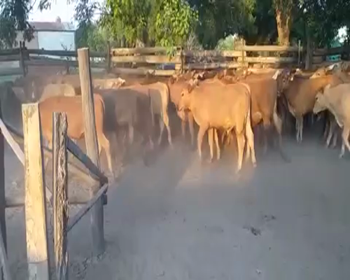 Lote 90 Novillitos en Mansilla, Formosa