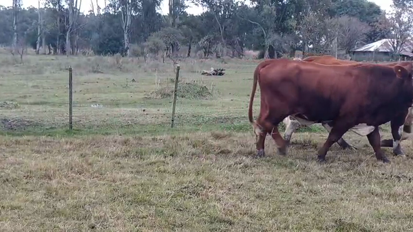 Lote 3 Toros en Corrientes, Curuzú-Cuatiá