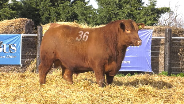 Lote TOROS ANGUS PURO CONTROLADO