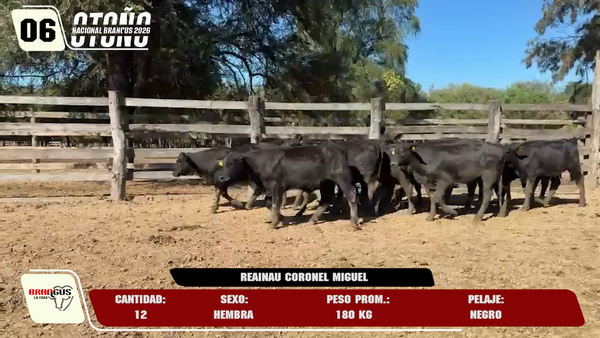 Lote LOTE 6