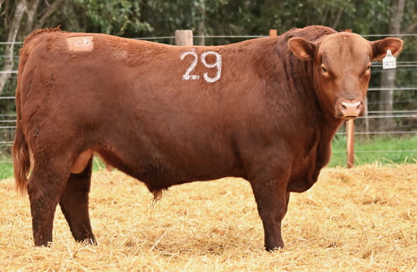 43776 — TOROS ANGUS PC