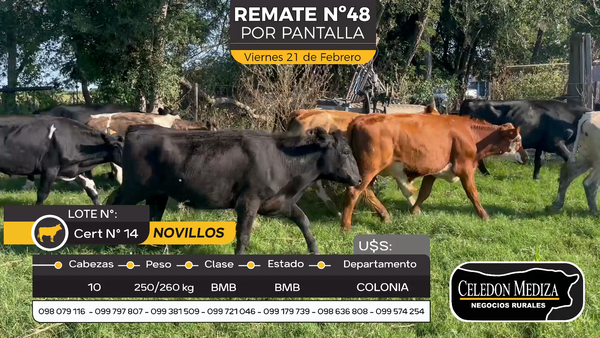 Lote 10 Novillos en Otra Localidad, Colonia