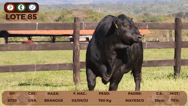 Lote LOTE 85