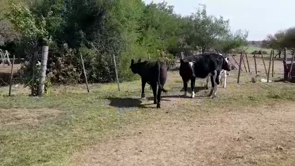 Lote (Vendido)3 Vaquillonas 1 a 2 años HOLANDO - HEREFORD 335kg -  en COLONIA ESTRELLA