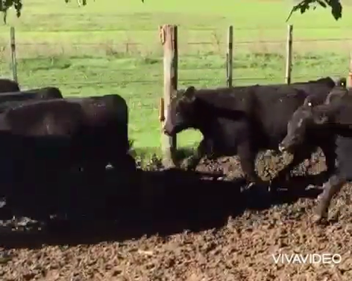 Lote 65 Novillitos en Punta Indio, Buenos Aires