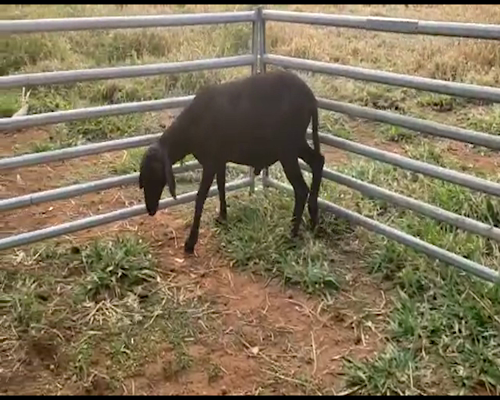 Lote Macho P2 57kg -  en San Ignacio