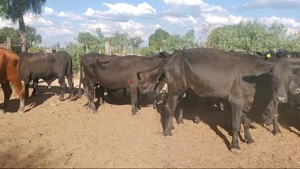Lote 30 Vacas de invernar en Capital, Santiago del Estero