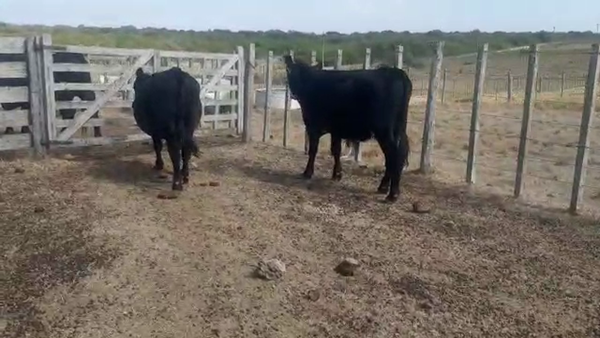 Lote 2 Toros Angus 300kg -  en Panta