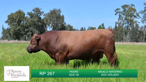 Lote TOROS RINCON DE PARDAVILLA