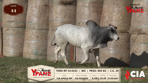 Lote Lote 44