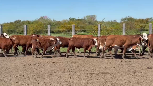 Lote 53 Terneros en Corrientes, Mercedes
