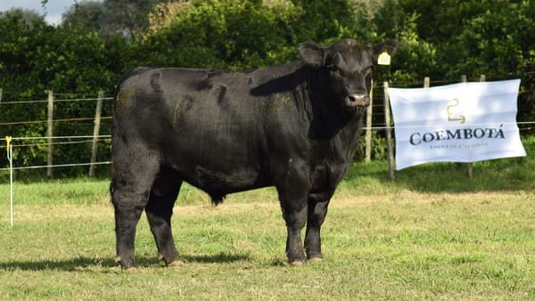 Lote CABAÑA COEMBOTÁ: RP 617