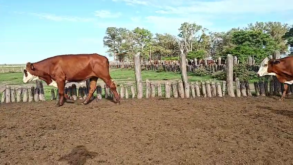 Lote 72 Vaquillonas C/ gtia de preñez