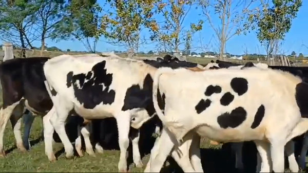 Lote 20 Novillos Holando HOLANDO 280kg -  en EJIDO DE CARDONA