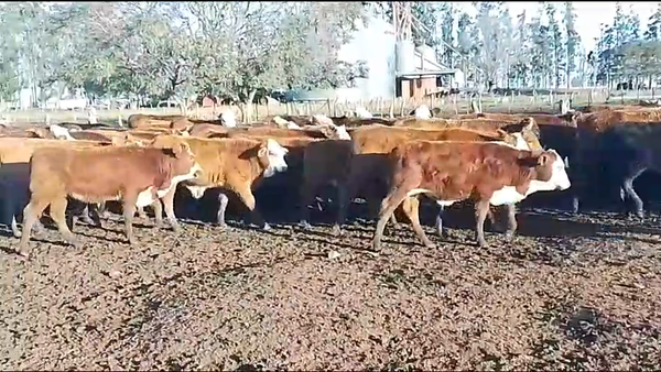Lote 110 Terneros/as