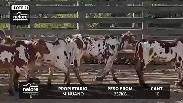 Lote LOTE 21