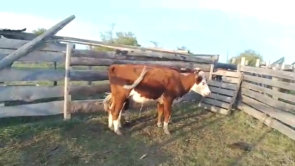 Lote Vaquillonas HE 2